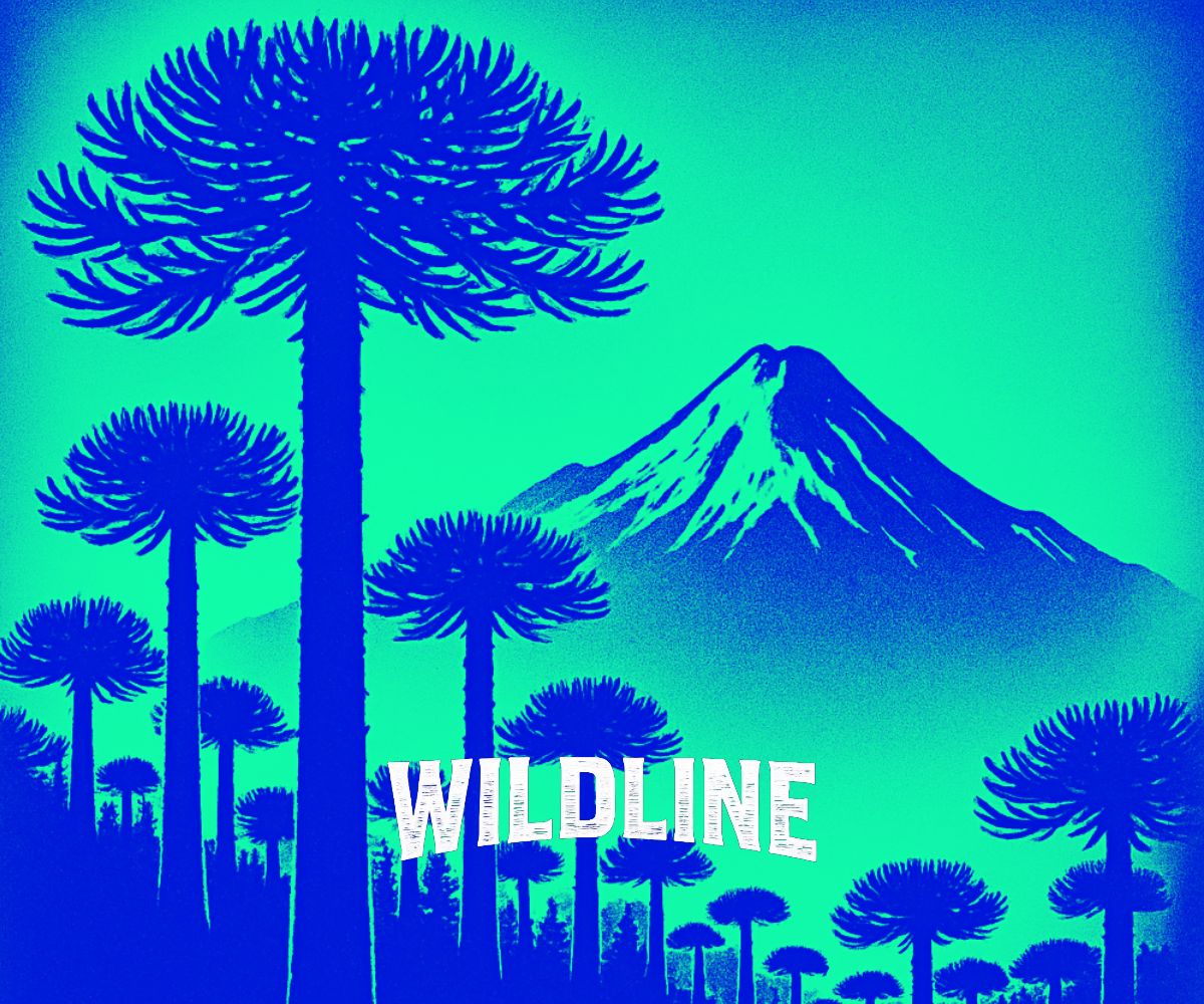 En WILDLINE diseñamos contigo