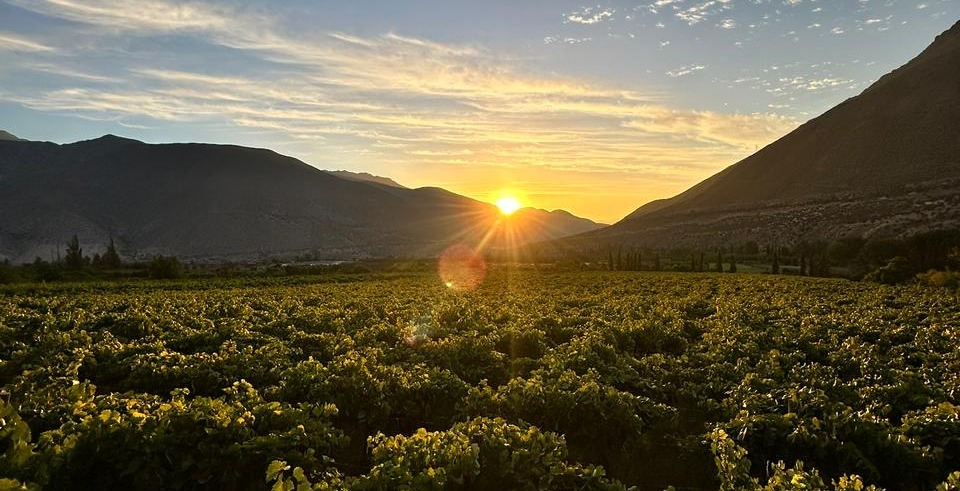 Atardecer sobre los viñedos de Cuncumén